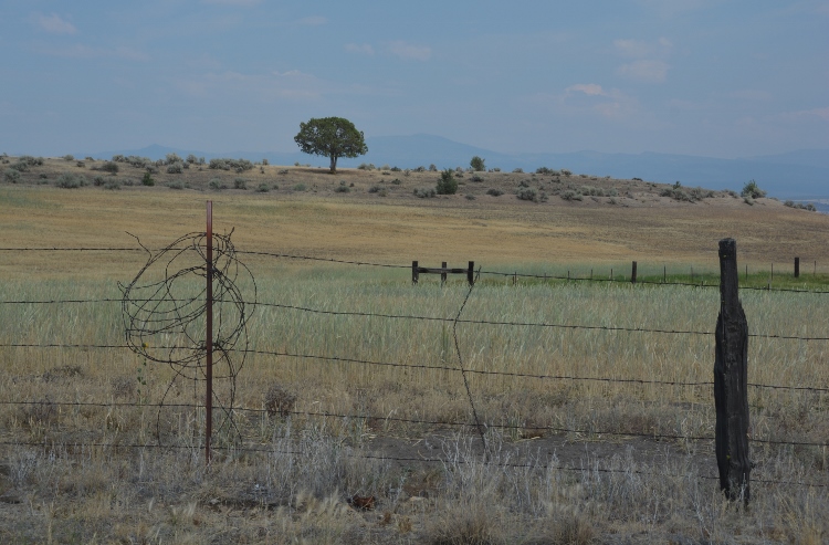 pasture behind wire fence